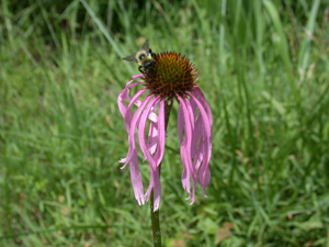 pale purple coneflower 3